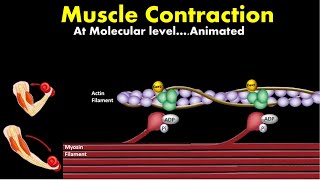 Muscle contractionMechanism explained at Molecular level [upl. by Hartwell]