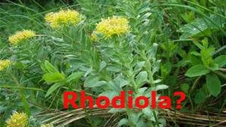 Rhodiola XS Energy  Focus [upl. by Natalia13]