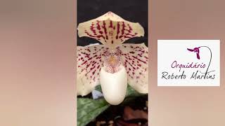 Paphiopedilum bellatulum [upl. by Esyahc]