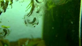 Axolotl development of eggs in timelapse [upl. by Yule]