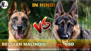 German Shepherd VS Belgian Malinois  Hindi  COMPARISON  DOG VS DOG  HINGLISH FACTS [upl. by Maximilian862]