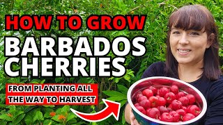 Barbados Cherries  How To Grow This Superfood Fruit Tree At Home garden fruit plants homegrown [upl. by Nylyahs]