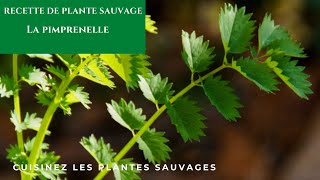 Pimprenelle comestible recette de plante sauvage [upl. by Ritch]