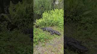 People encounter several alligators while walking along a hiking trail [upl. by Mini366]