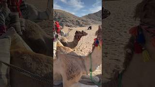 Bedouin life🧕🏼Safariatv quadcamels amp Bedouin village egypt hurghada travel athinasworld [upl. by Alekim]