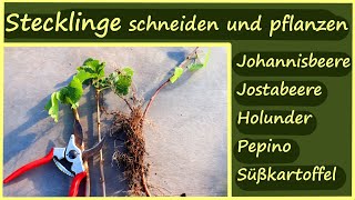 Pflanzen vermehren mit Stecklingen │Stecklinge schneiden Johannisbeere Jostabeere Holunder Pepino [upl. by Towrey593]