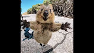 El Quokka es el animal más feliz del mundo 💚 [upl. by Sitruk]