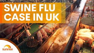 Swine flu detected in the UK after first human case diagnosed  Sunrise [upl. by Meghan]