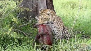 Leopard hunt and Kill warthog Warning Graphic footage [upl. by Yecam]