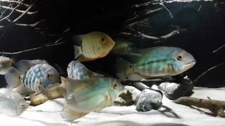 Hoplarchus psittacus in biotope aquarium [upl. by Llenreb]