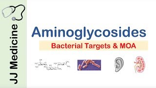 Aminoglycosides  Bacterial Targets Mechanism of Action Side Effects [upl. by Melli]