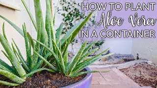 Steps to Planting Aloe Vera In Containers Plus The Mix to Use  Joy Us Garden [upl. by Kcireddor]