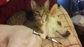 Funny Cats vs Dogs Compilation [upl. by Robinette]