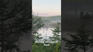 The beaver pond near my campsite at dawn [upl. by Cairistiona878]