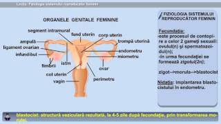 Lecția 35 Fiziologia sistemului reproducător feminin [upl. by Demott]