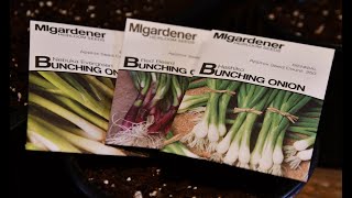 Starting bunching onions indoors [upl. by Bilicki796]