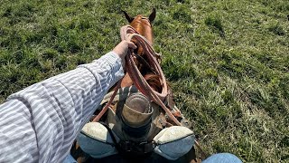 Doctoring Calves in Wyoming [upl. by Yi]