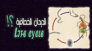 دورة حياة الديدان الخطافية  Hook worms life cycle [upl. by Anilram]