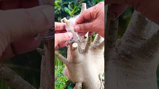 adenium grafting music rap lyrics newsong song bougainvillea flowers shortsvideo [upl. by Mabelle]