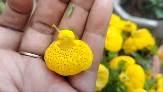 गुब्बारे जैसे फूलCalceolaria ladiespurseplant pocketplant uniqueplant trendingvideo [upl. by Dahaf679]