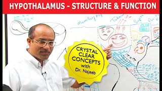 Hypothalamus  Structure and Function  Neuroanatomy [upl. by Inaluiak]