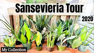 Sansevieria Tour  My Sansevieria Collection 2020   Low Light Houseplants  Rare Sansevieria [upl. by Corrianne]