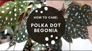 HOW TO CARE BEGONIA MACULATA WIGHTII [upl. by Hunley]