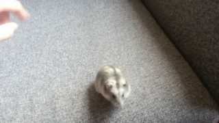 Smart Hamster REAL Tricks  Hoop and Spin [upl. by Tertia927]