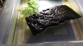 Chelodina parkeri Parkers snake necked turtle tank setup [upl. by Lanae621]