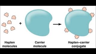 Haptens and Adjuvants [upl. by Nertie]