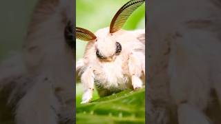 POODLE MOTH [upl. by Tillman]