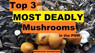 Top 3 Deadliest Mushrooms in the PNW [upl. by Aerdnwahs822]