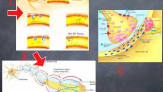 Orofacial Neuropathic Pain Mechanisms [upl. by Sivie]