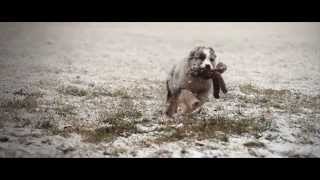 Zoey the Australian Shepherd Blue Merle puppy [upl. by Aynor305]