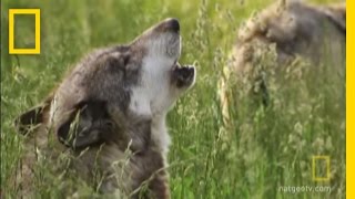 How Did Wolves Evolve  National Geographic [upl. by Vatsug]