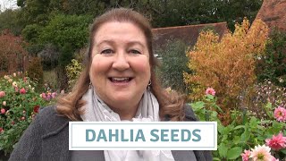 Saving Dahlia Seeds  How To Collect And Store Seeds [upl. by Thomey]