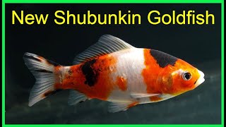 New AAA Show Quality Shubunkin Goldfish [upl. by Rupert826]