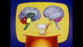 Pinky And The Brain  S01E03 Part 33 Brainstem [upl. by Aneekas]