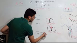 Anatomy of periodontium 1 periodontology [upl. by Maria]