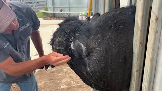 Pus Head Bull  Lancing an abscess on a bull’s head [upl. by Wengert678]