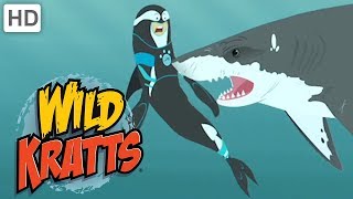 Wild Kratts 🦈🐊 Sharp Teeth  Kids Videos [upl. by Razid]