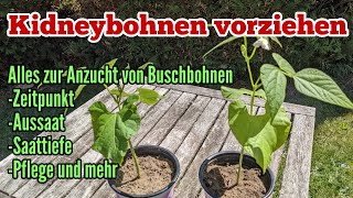 Kidneybohnen anbauen Aussäen und Vorziehen von Buschbohnen Anzucht [upl. by Obelia]