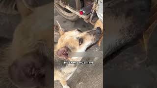 Innocent Dog Uses Leaf To Buy Food ❤️ [upl. by Fong]