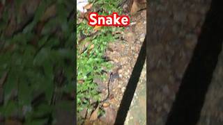 Mangrove cat snake of Singapore [upl. by Jerad]