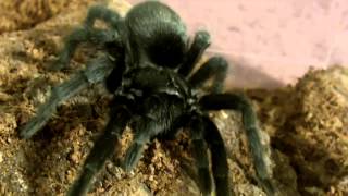 My List of Great Tarantulas for Beginners [upl. by Gamages]