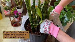 Salvando una Planta Sansevieria o Lengua de Suegra [upl. by Haduhey]