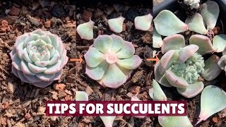 Useful Tips for Succulents You Must Know 🪴  Succulent Garden多肉植物  다육이들  Suculentas [upl. by Thacker]