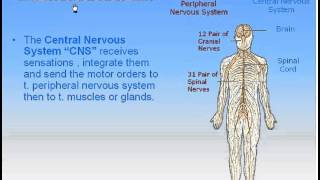 17Nervous System1Divisions of Nervous System Anatomy Intro Dr Ahmed Kamal [upl. by Nitsew629]