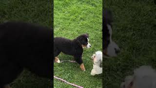 Bernese Mountain Dog Puppy Wants to Play Aww Cmon [upl. by Alya849]