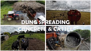 DUNG SPREADING  CONCRETE  CATTLE [upl. by Atnuhs351]